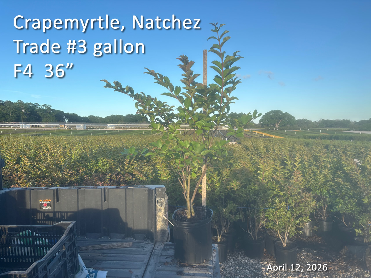 gallery/cnz3t f4 apr12.jpg